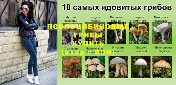 шишки Аркадак